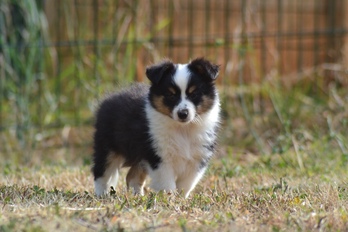 Bucky de la colline d'ans