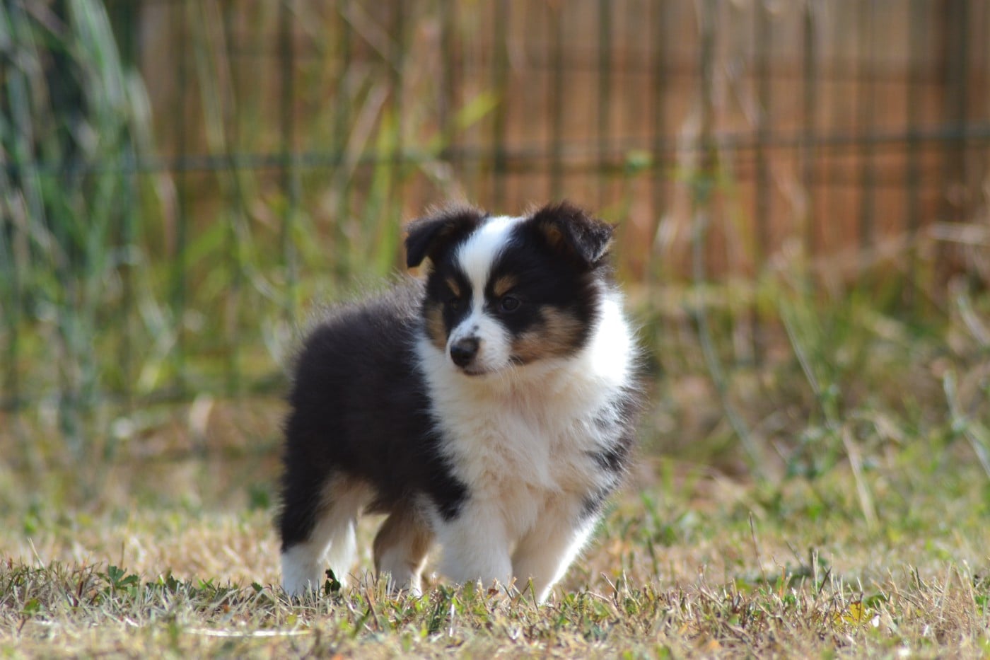 Bucky de la colline d'ans