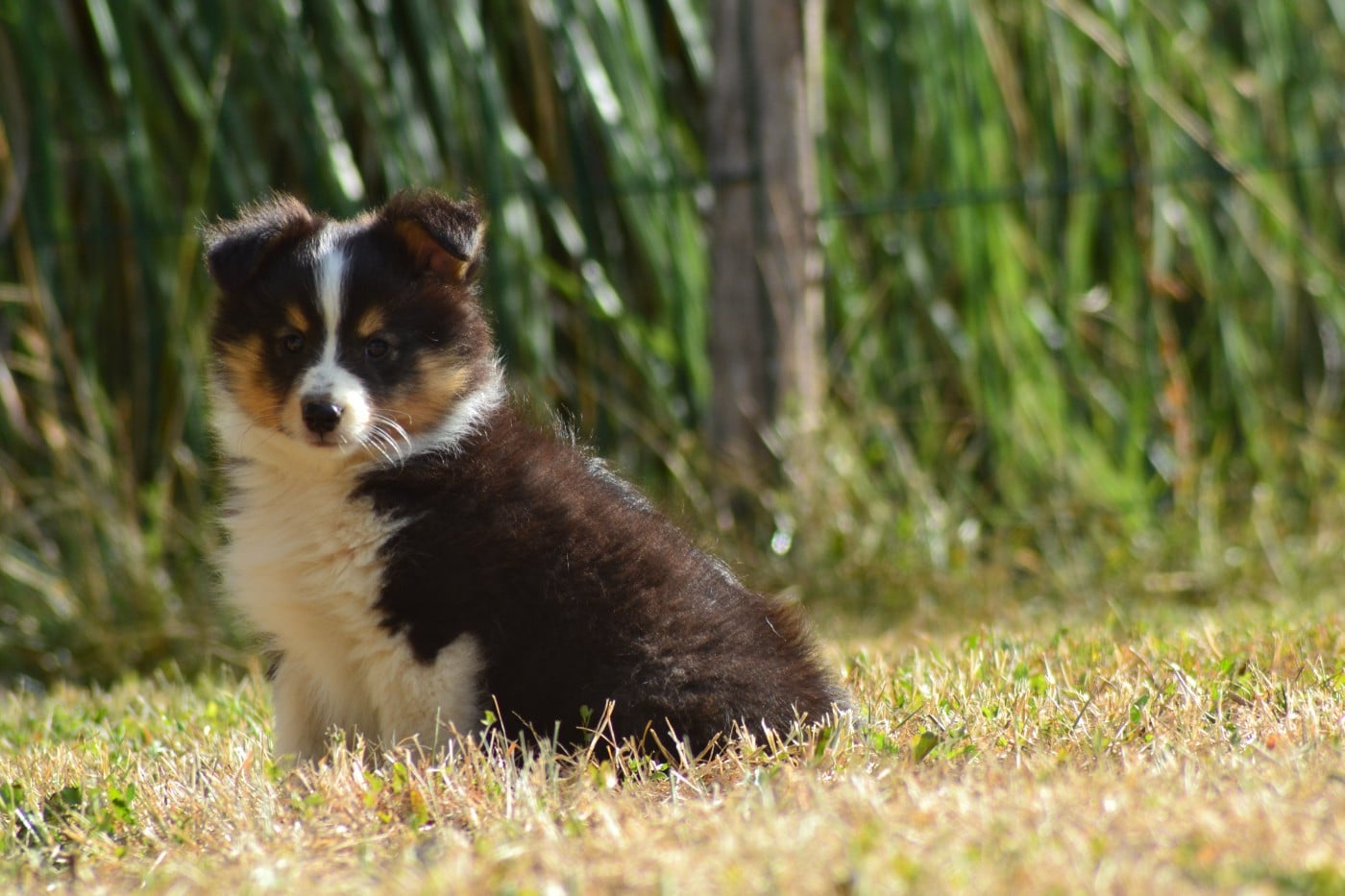 Buddy de la colline d'ans