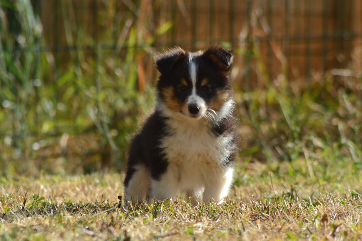 Buddy de la colline d'ans