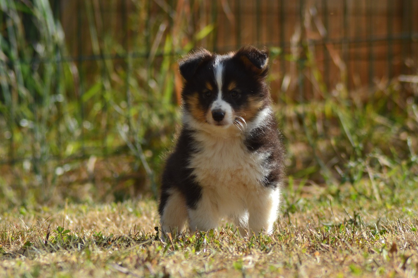Buddy de la colline d'ans