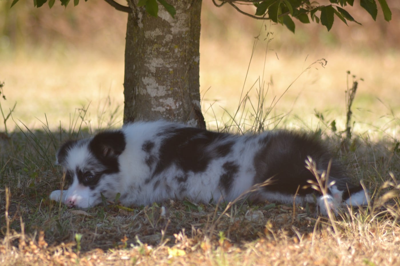 Bleu merle