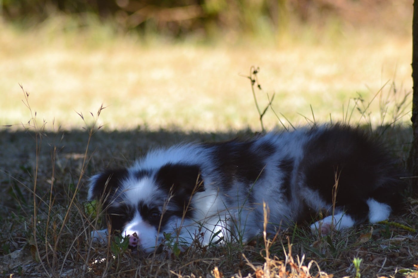 Bleu merle