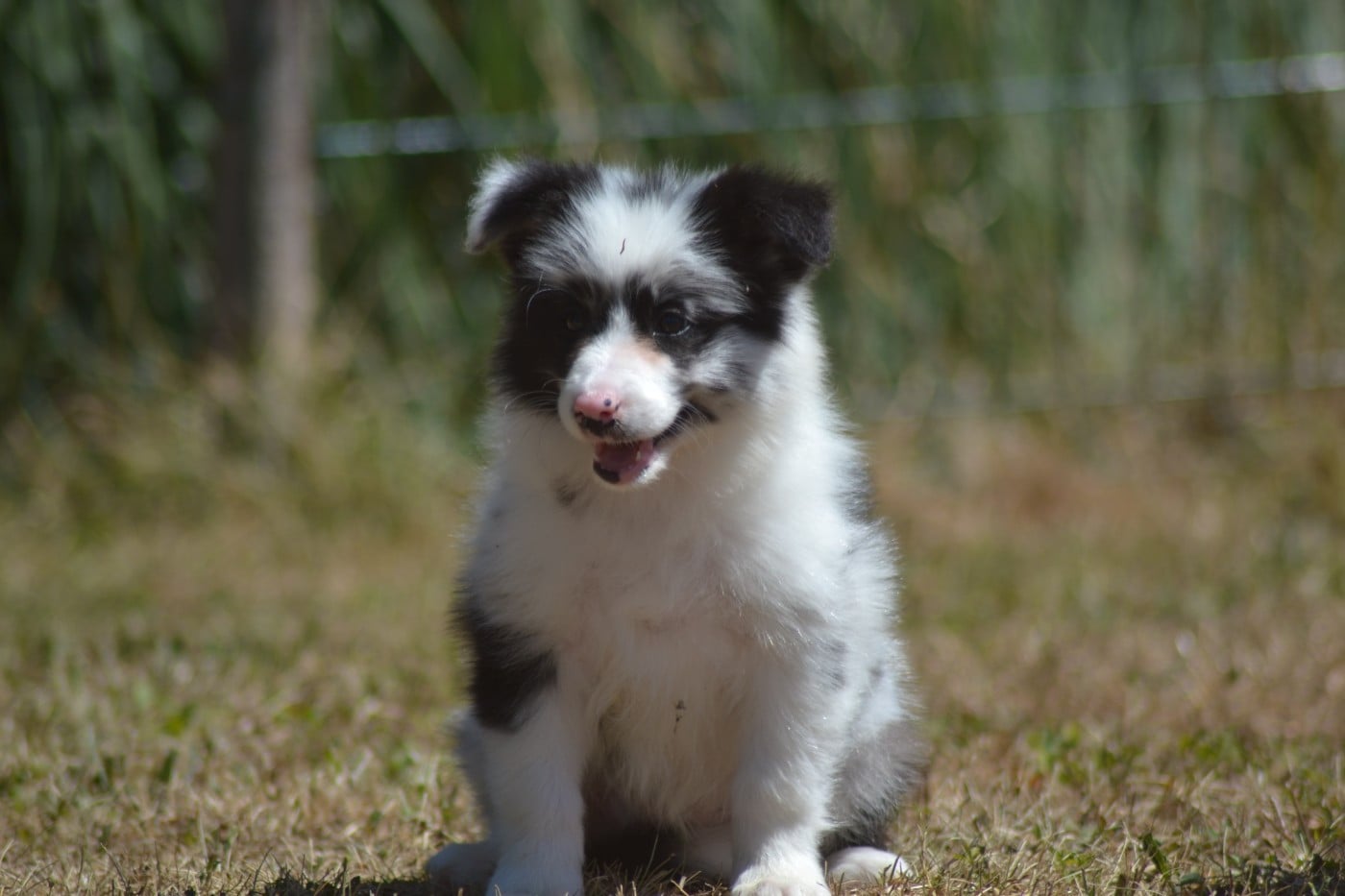 Bleu merle