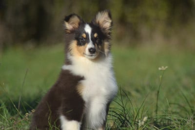 Les chiots de Shetland Sheepdog