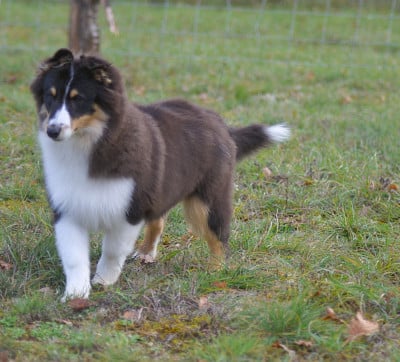Les chiots de Shetland Sheepdog