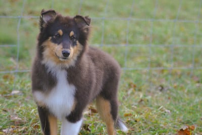 Les chiots de Shetland Sheepdog