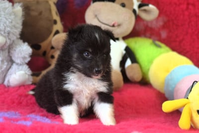 Les chiots de Shetland Sheepdog