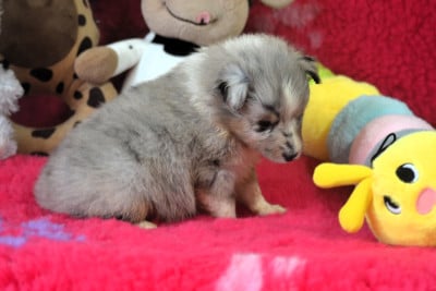 Les chiots de Shetland Sheepdog
