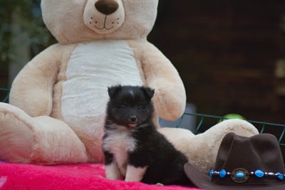 Les chiots de Shetland Sheepdog
