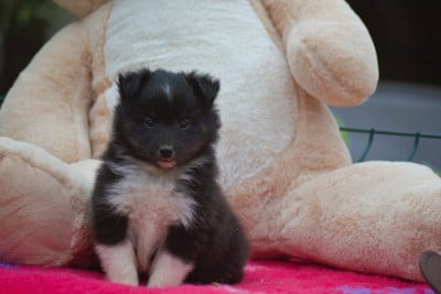 Les chiots de Shetland Sheepdog