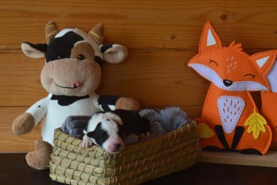 Les chiots de Border Collie