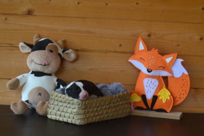 Les chiots de Border Collie