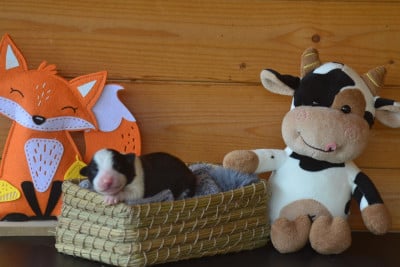 Les chiots de Border Collie