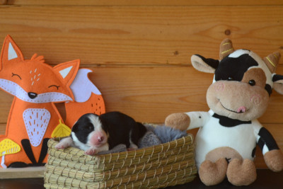 Les chiots de Border Collie