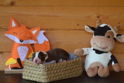 Les chiots de Border Collie