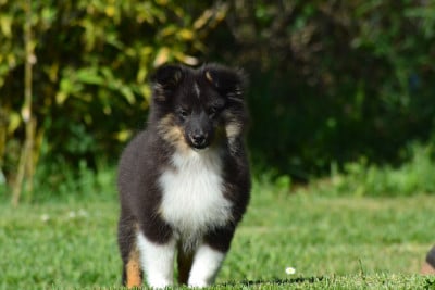 Les chiots de Shetland Sheepdog