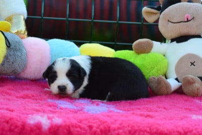 Les chiots de Border Collie