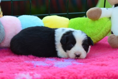 Les chiots de Border Collie