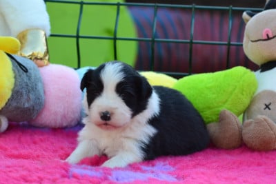 Les chiots de Border Collie