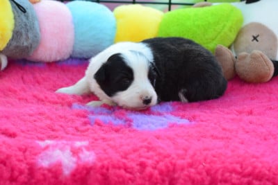 Les chiots de Border Collie