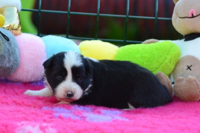 Les chiots de Border Collie