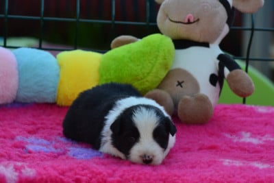 Les chiots de Border Collie