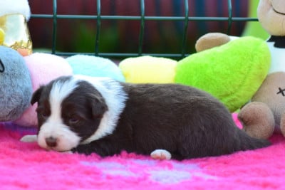 Les chiots de Border Collie