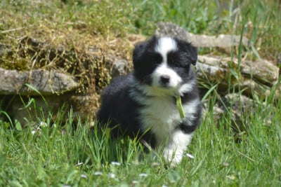 Les chiots de Border Collie