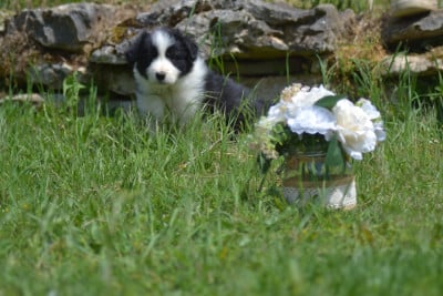 Les chiots de Border Collie