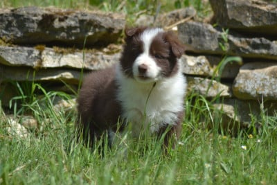 Les chiots de Border Collie