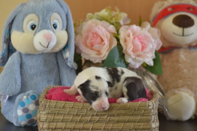Bleu merle - Border Collie