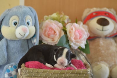 Noire et blanche - Border Collie