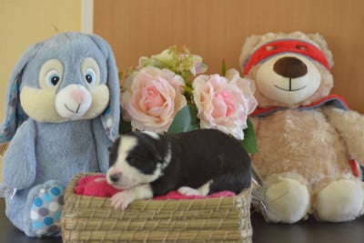 Noire et blanche - Border Collie