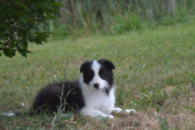 Les chiots de Border Collie