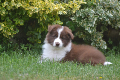 Les chiots de Border Collie