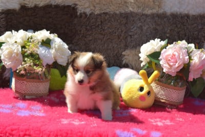 Les chiots de Shetland Sheepdog