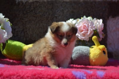 Les chiots de Shetland Sheepdog