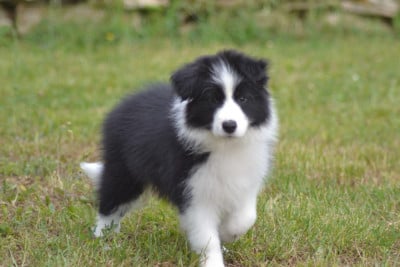 Les chiots de Border Collie