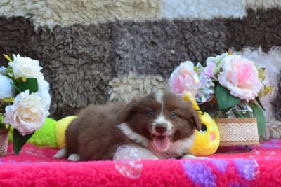 Les chiots de Border Collie