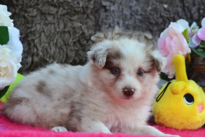 Les chiots de Border Collie