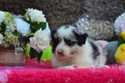 Les chiots de Border Collie