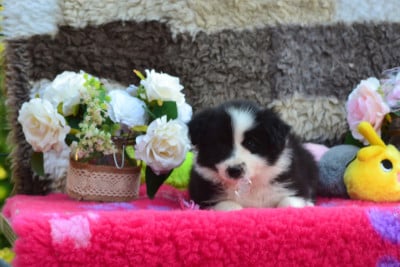 Les chiots de Border Collie