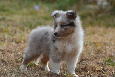 Les chiots de Shetland Sheepdog