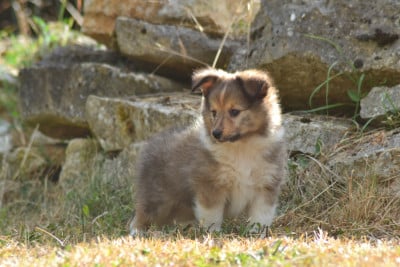 Les chiots de Shetland Sheepdog