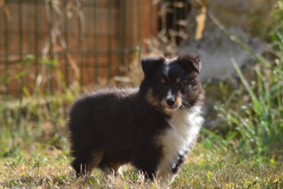 Les chiots de Shetland Sheepdog