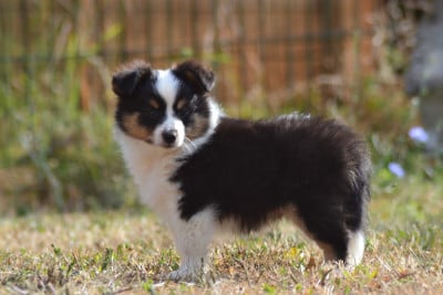 Les chiots de Shetland Sheepdog