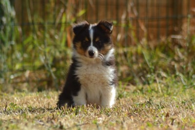 Les chiots de Shetland Sheepdog