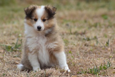 Les chiots de Shetland Sheepdog