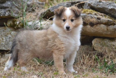 Les chiots de Shetland Sheepdog